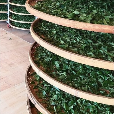 散裝食用農產品 2-3年古樹茶供應與零售