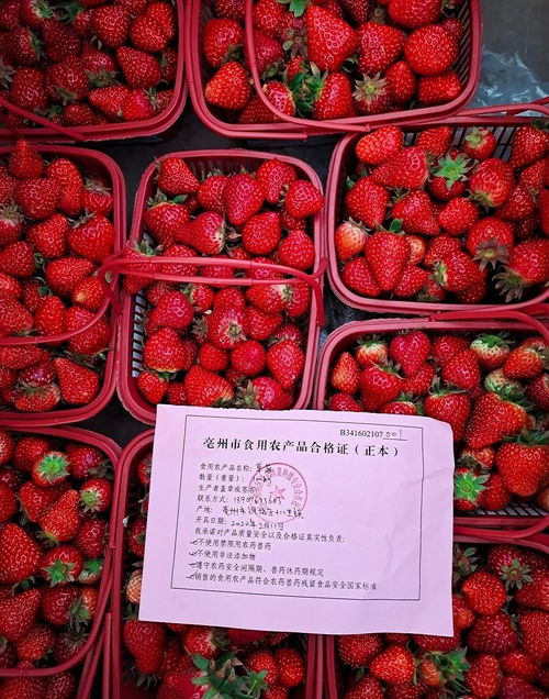 亳州食用農產品實現'身份證'化，推動家用電器銷售模式升級